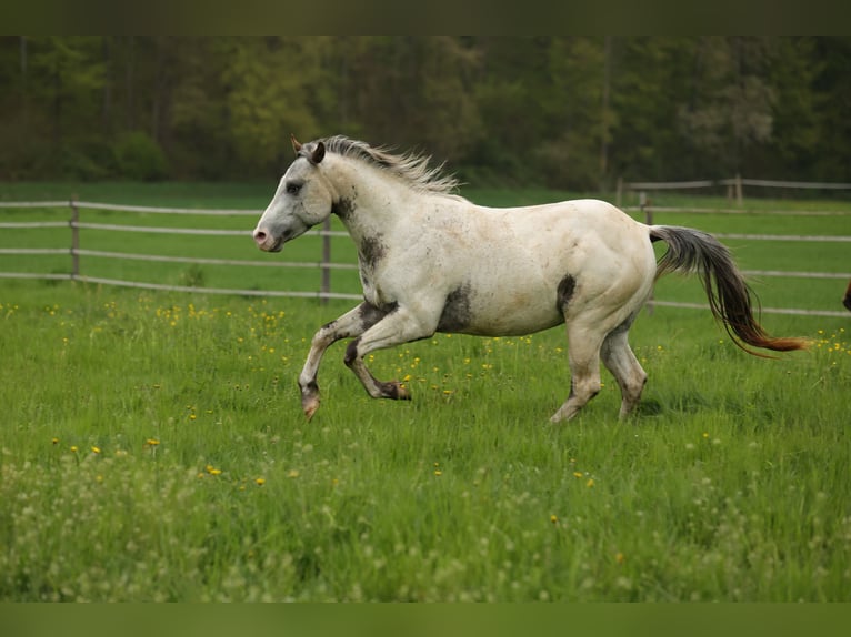 Pony of the Americas Hengst 3 Jaar 140 cm Appaloosa in Waldshut-Tiengen