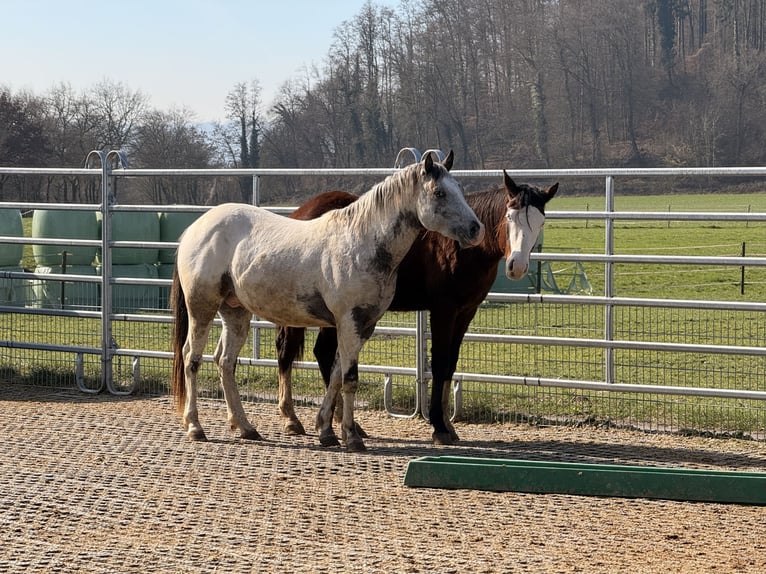 Pony of the Americas Hengst 3 Jaar 140 cm Appaloosa in Waldshut-Tiengen