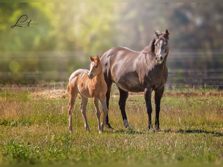 Pony of the Americas Hengst 3 Jahre in Quitzdorf am See