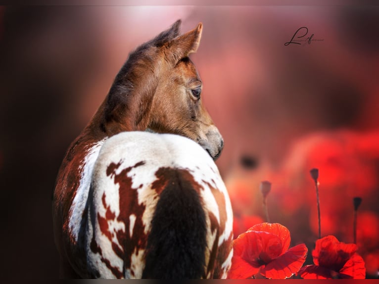 Pony of the Americas Hengst 3 Jahre in Quitzdorf am See