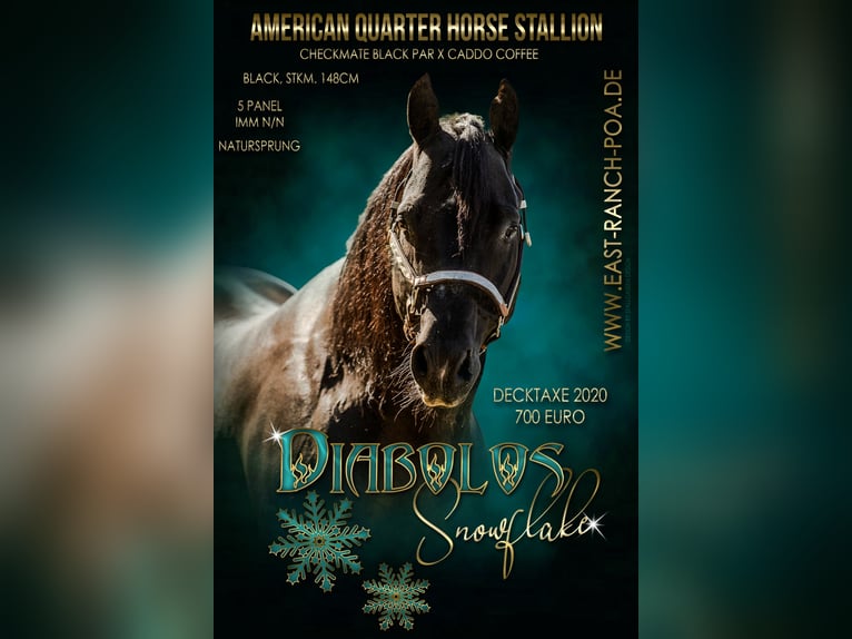 Pony of the Americas Hengst 3 Jahre in Quitzdorf am See
