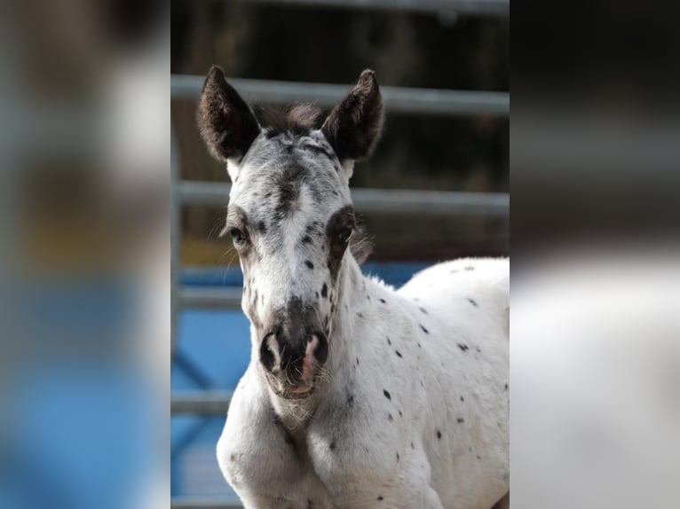 Pony of the Americas Hengst 3 Jahre in Quitzdorf am See