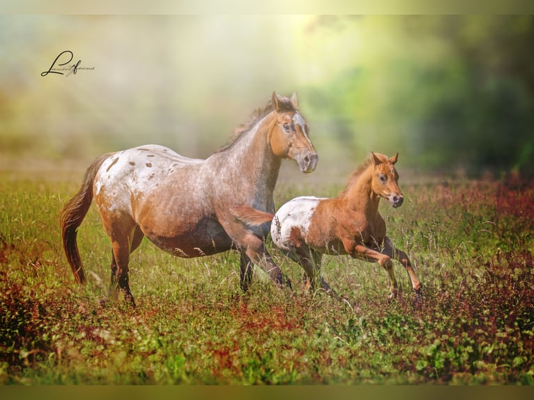 Pony of the Americas Hengst 3 Jahre in Quitzdorf am See