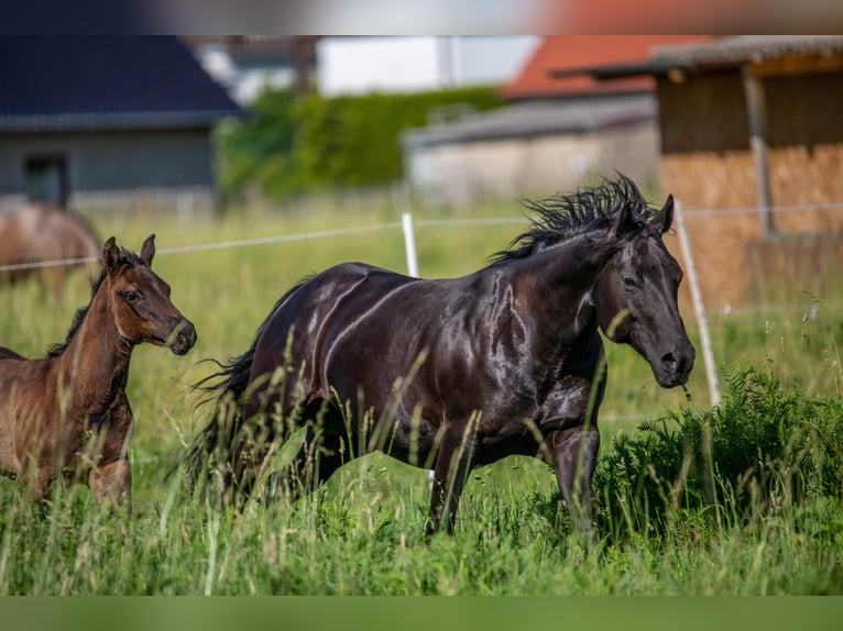 Pony of the Americas Hengst 3 Jahre in Quitzdorf am See
