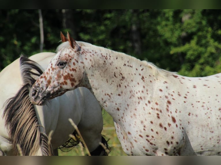 Pony of the Americas Hengst 3 Jahre in Quitzdorf am See