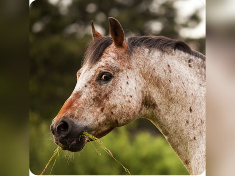 Pony of the Americas Hengst Bruin in Quitzdorf am See