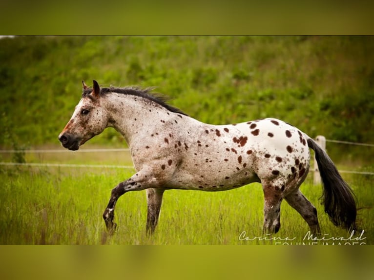 Pony of the Americas Hengst Bruin in Quitzdorf am See