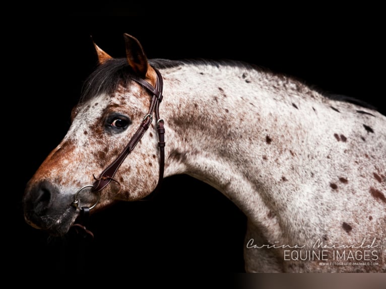 Pony of the Americas Hengst Bruin in Quitzdorf am See