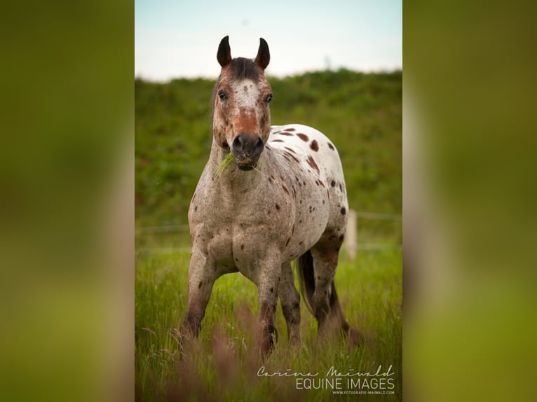 Pony of the Americas Hengst Bruin in Quitzdorf am See