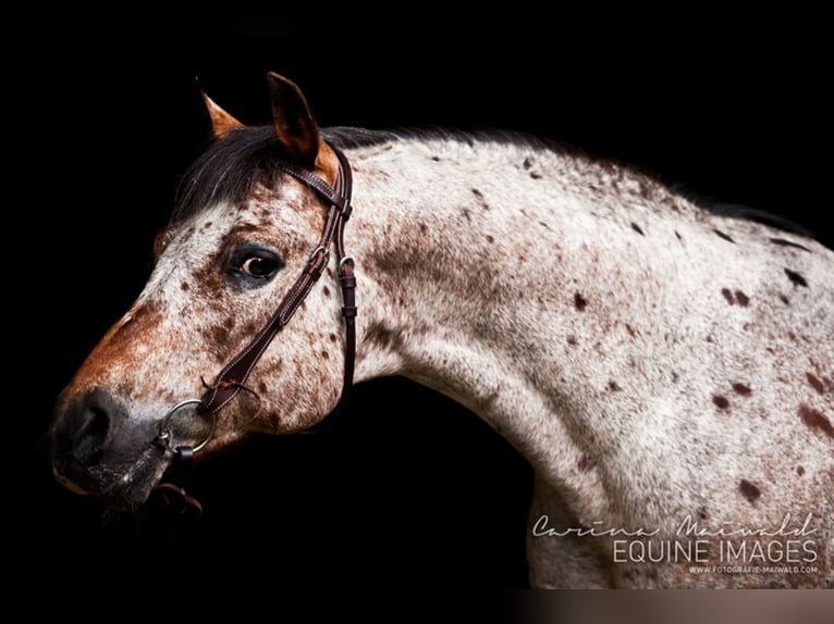 Pony of the Americas Hengst Bruin in Quitzdorf am See