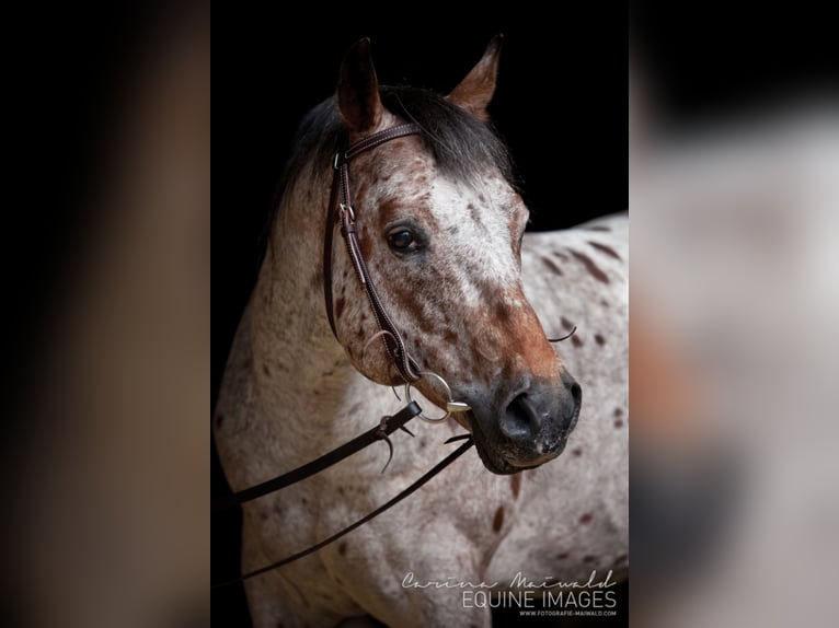 Pony of the Americas Hengst Bruin in Quitzdorf am See