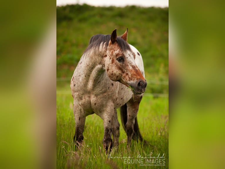 Pony of the Americas Hengst Bruin in Quitzdorf am See