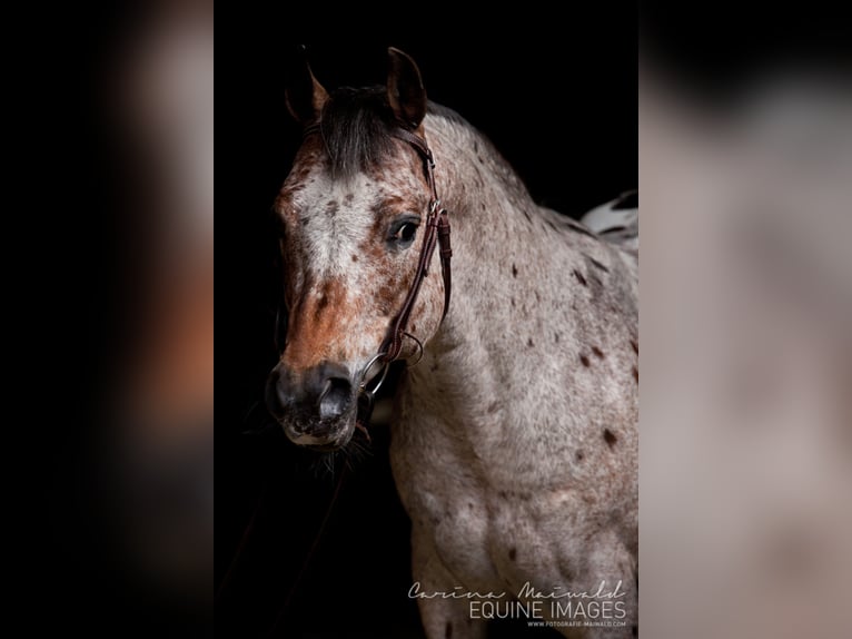 Pony of the Americas Hengst Bruin in Quitzdorf am See