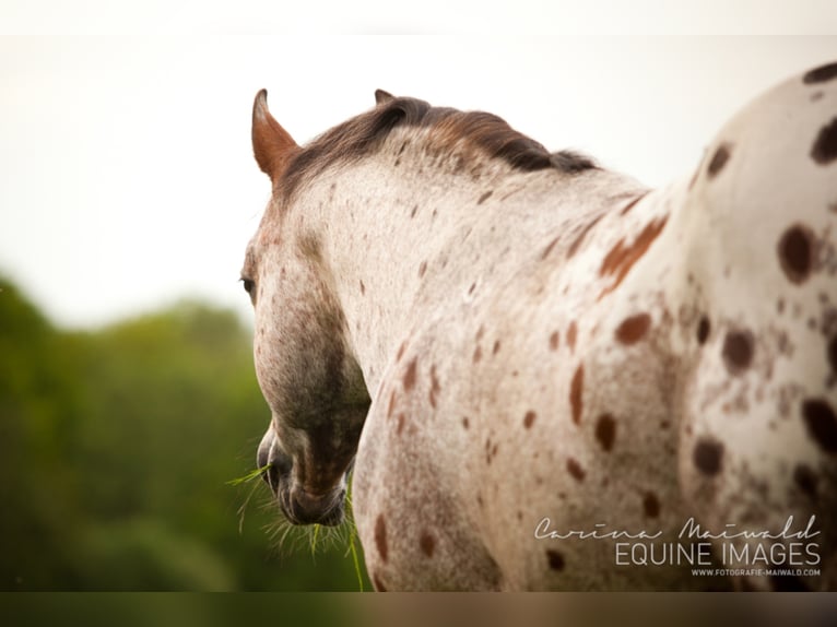 Pony of the Americas Hengst Bruin in Quitzdorf am See