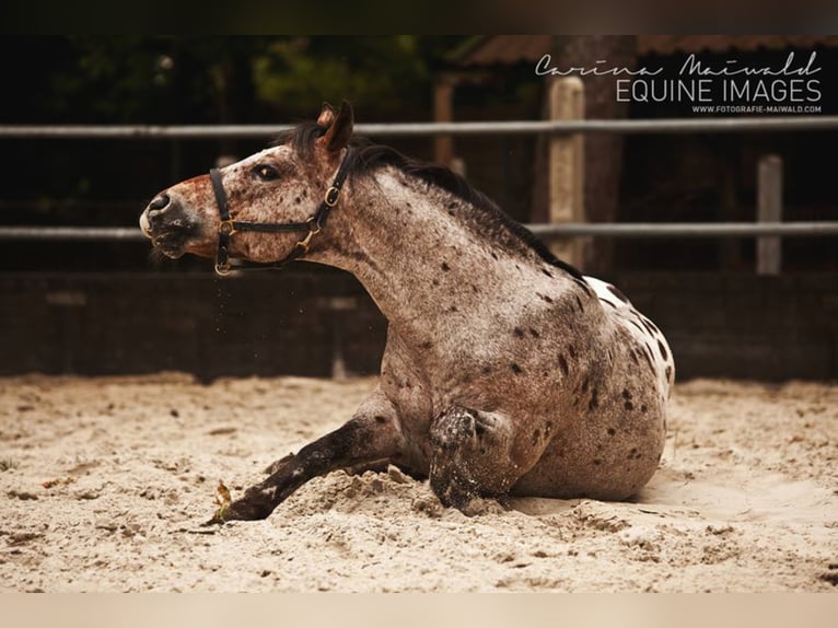 Pony of the Americas Hengst Bruin in Quitzdorf am See