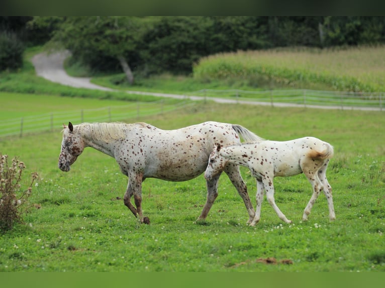 Pony of the Americas Hengst Fohlen (06/2025) 138 cm Tigerschecke in Waldshut-Tiengen