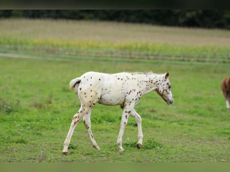 Pony of the Americas Hengst Fohlen (06/2025) 138 cm Tigerschecke in Waldshut-Tiengen
