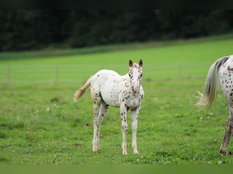 Pony of the Americas Hengst Fohlen (06/2025) 138 cm Tigerschecke in Waldshut-Tiengen
