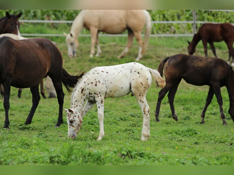 Pony of the Americas Hengst Fohlen (06/2025) 138 cm Tigerschecke in Waldshut-Tiengen