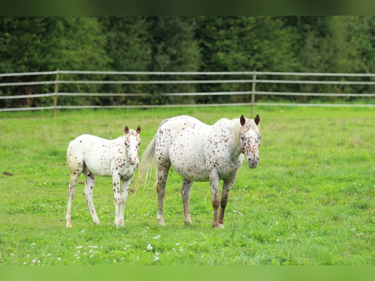 Pony of the Americas Hengst Fohlen (06/2025) 138 cm Tigerschecke in Waldshut-Tiengen