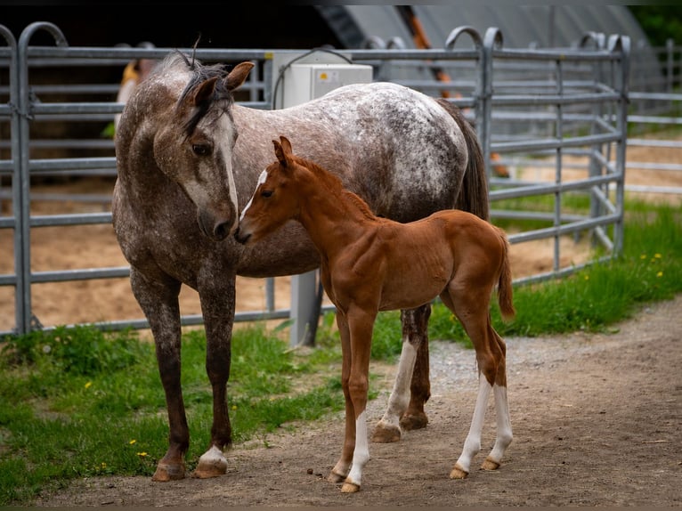 Pony of the Americas Hengst Fohlen (05/2026) 145 cm Fuchs in Quitzdorf am See