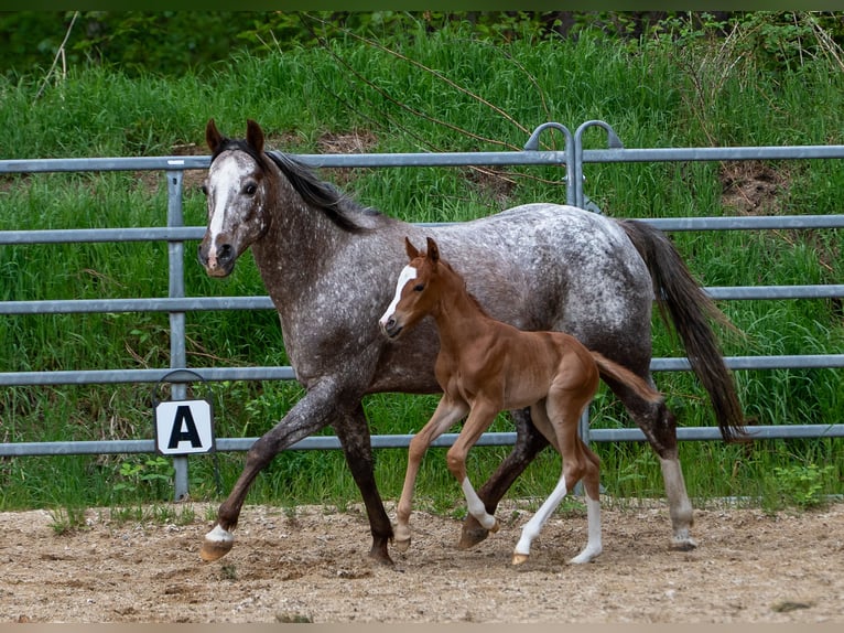 Pony of the Americas Hengst Fohlen (05/2026) 145 cm Fuchs in Quitzdorf am See
