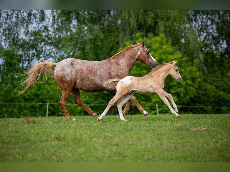 Pony of the Americas Hengst Fohlen (01/2026) 145 cm Red Dun in Quitzdorf am See