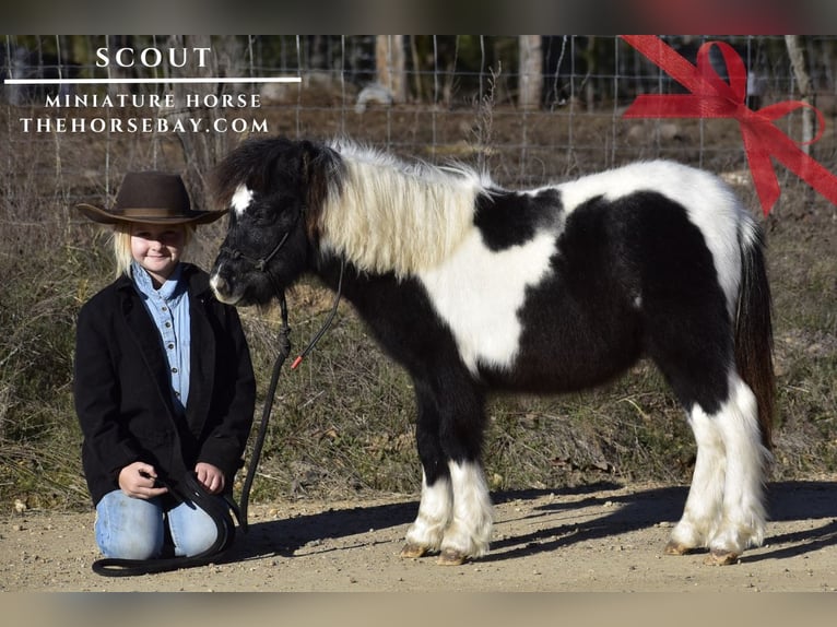 Pony of the Americas Hengst  81 cm Tobiano-alle-Farben in Antlers, OK