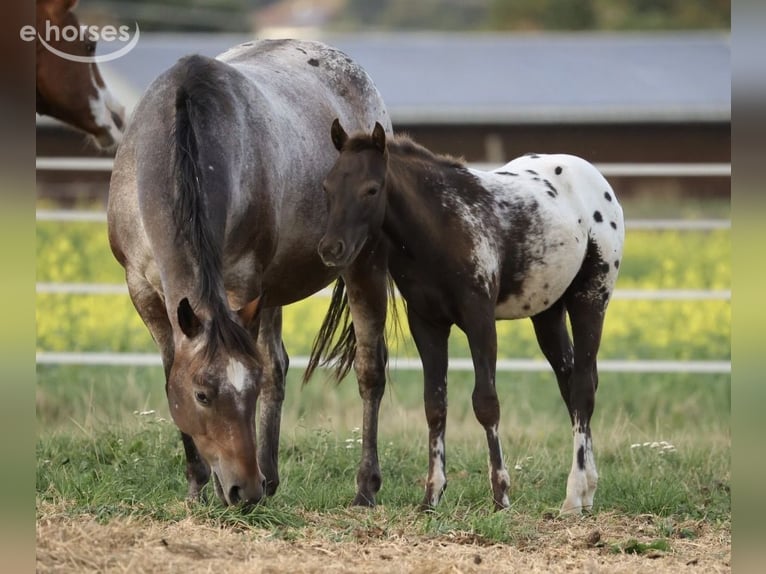 Pony of the Americas Hengst Veulen (05/2026) 120 cm Appaloosa in Waldshut-Tiengen