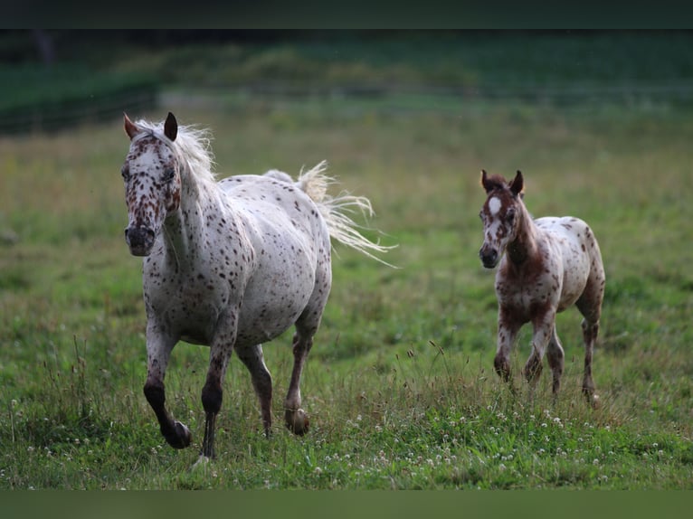 Pony of the Americas Hengst veulen (04/2024) 130 cm Appaloosa in Waldshut-Tiengen