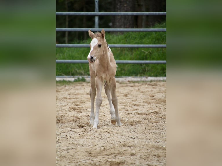 Pony of the Americas Hengst Veulen (01/2026) 145 cm Red Dun in Quitzdorf am See
