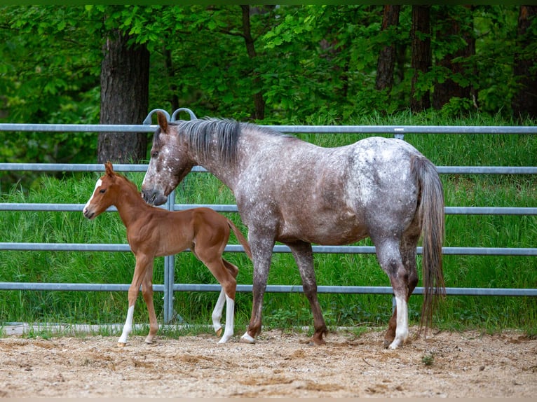 Pony of the Americas Hengst Veulen (05/2026) 145 cm Vos in Quitzdorf am See