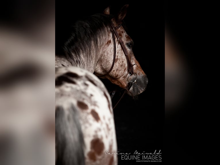 Pony of the Americas Hengst in Quitzdorf am See