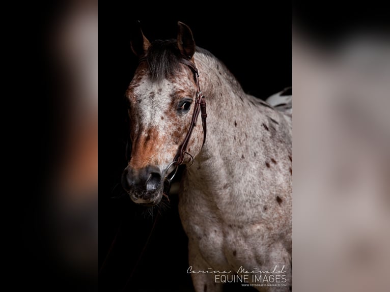 Pony of the Americas Hengst in Quitzdorf am See