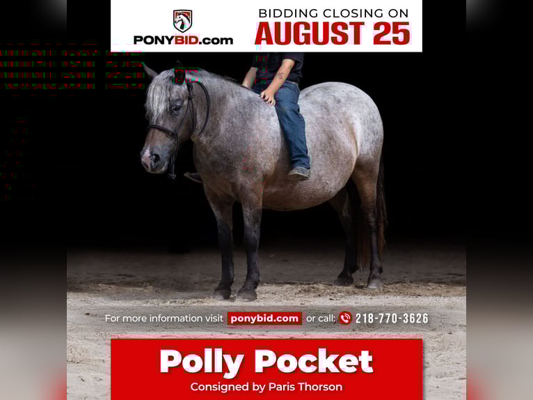 Pony of the Americas Mare 11 years 11 hh Roan-Bay in Nevis