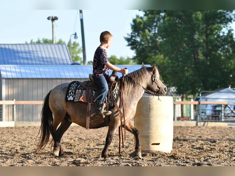 Pony of the Americas Mare 11 years 11 hh Roan-Bay in Nevis