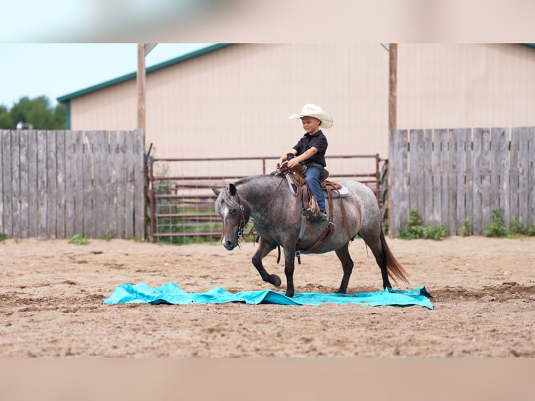 Pony of the Americas Mare 11 years 11 hh Roan-Bay in Nevis