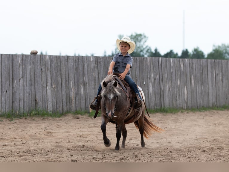 Pony of the Americas Mare 11 years 11 hh Roan-Bay in Nevis