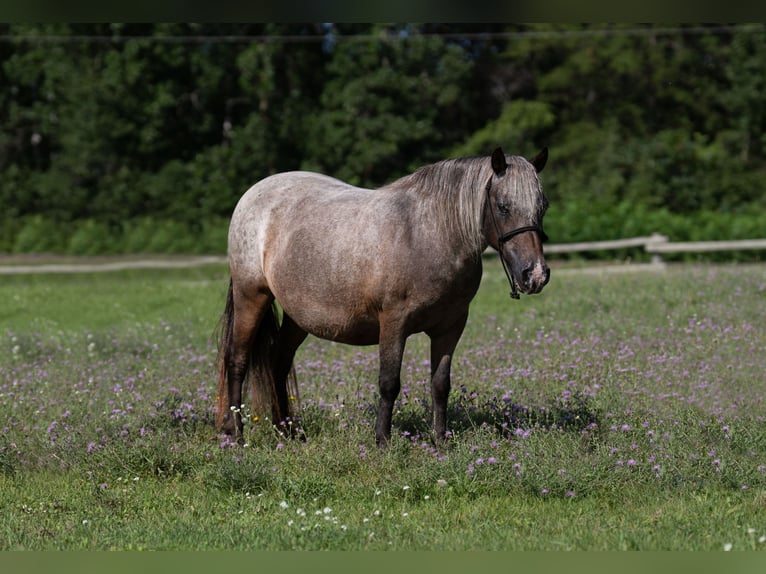 Pony of the Americas Mare 11 years 11 hh Roan-Bay in Nevis
