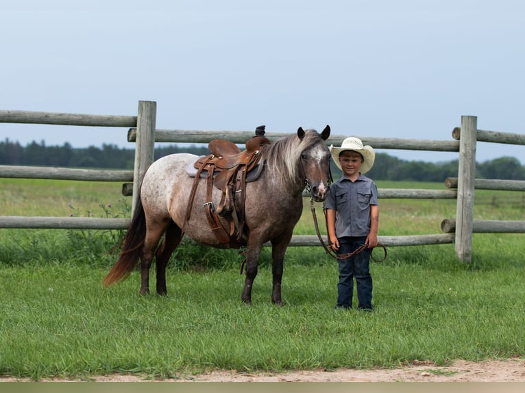 Pony of the Americas Mare 11 years 11 hh Roan-Bay in Nevis