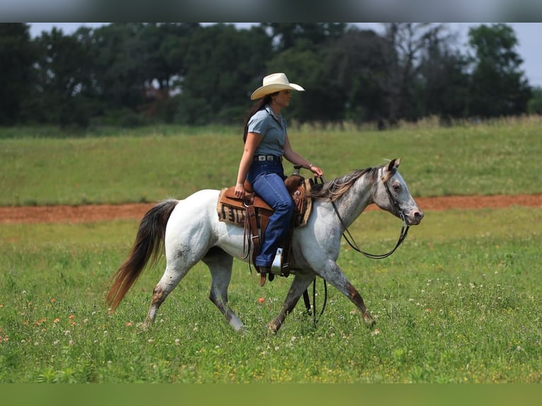 Pony of the Americas Mare 11 years in Joshua, TX