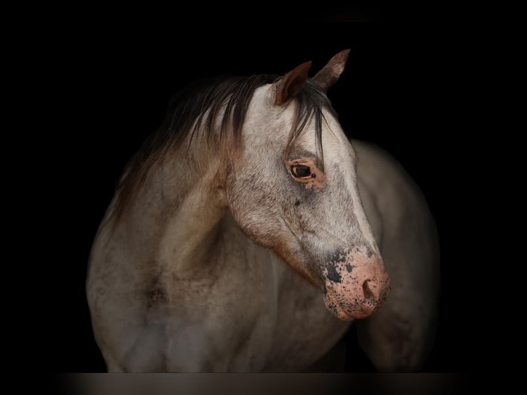 Pony of the Americas Mare 11 years in Joshua, TX