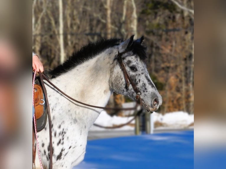 Pony of the Americas Mare 12 years 13,1 hh in Granville