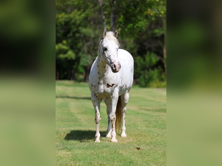 Pony of the Americas Mare 14 years  in Terrell