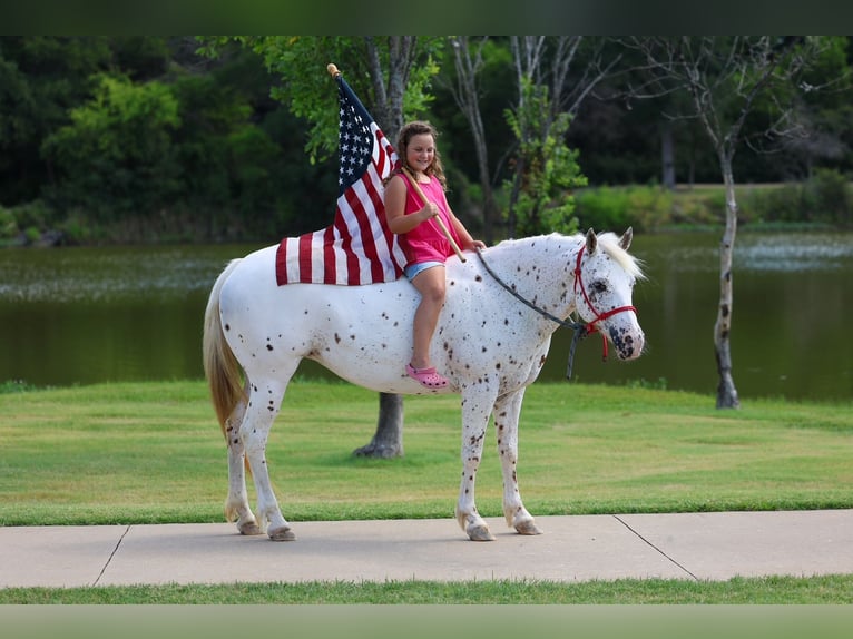 Pony of the Americas Mare 14 years  in Terrell