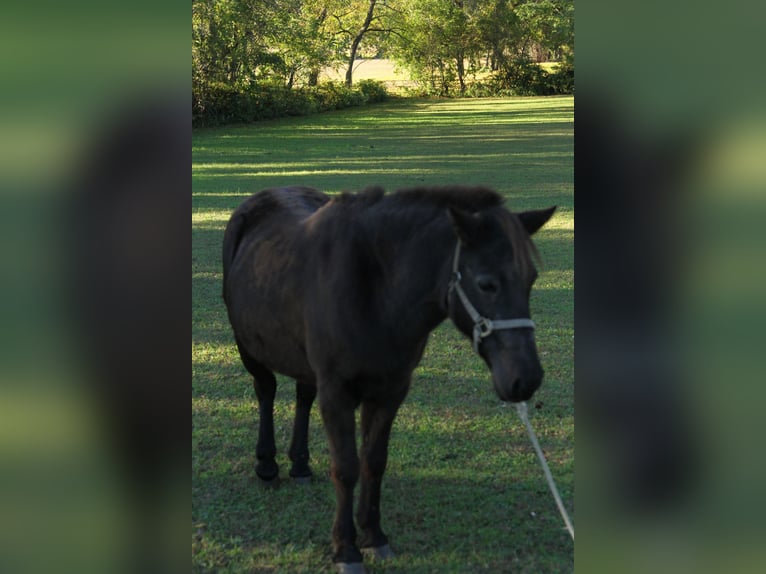 Pony of the Americas Mix Mare 15 years 12 hh Bay-Dark in Bordentown