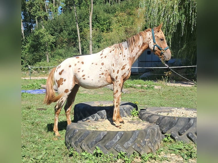 Pony of the Americas Mare 1 year 13,2 hh Leopard-Piebald in Bayerbach