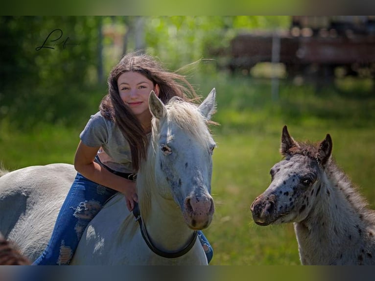 Pony of the Americas Mare 1 year 13,2 hh Black in Quitzdorf am See