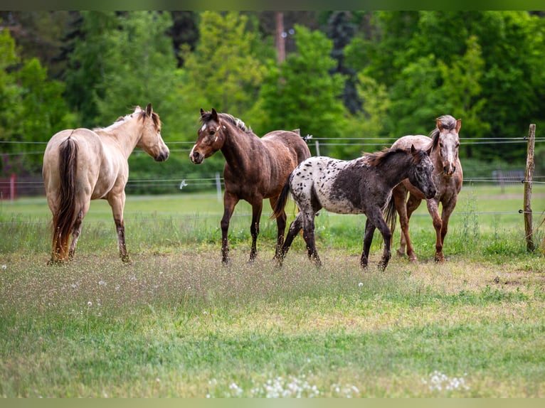 Pony of the Americas Mare 1 year 13,2 hh Black in Quitzdorf am See