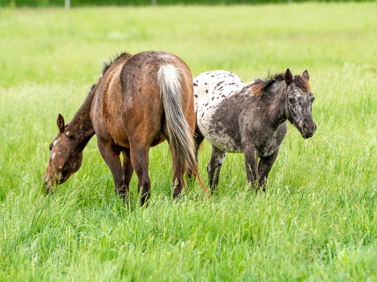 Pony of the Americas Mare 1 year 13,2 hh Black in Quitzdorf am See Pony of the Americas Mare 1 year 13,2 hh Black in Quitzdorf am See